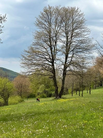 Bioodpad späť do pôdy: komunitná kompostáreň v Zaježovej