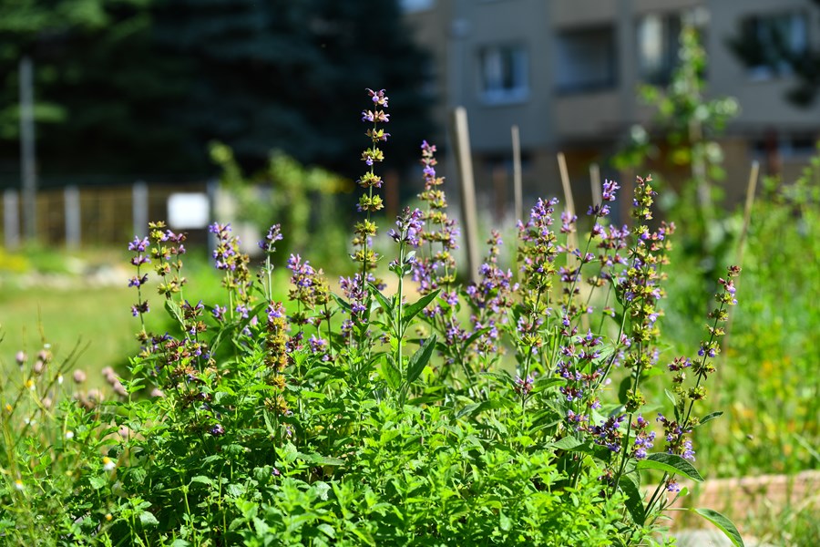 Iniciatíva dm {spoločne}