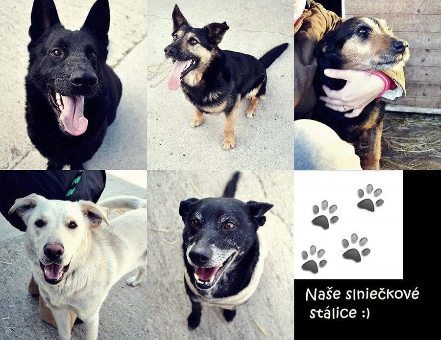 Iniciatíva dm {spoločne}